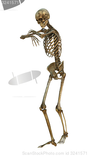 Image of Human Skeleton