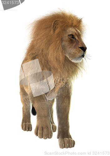 Image of Male Lion