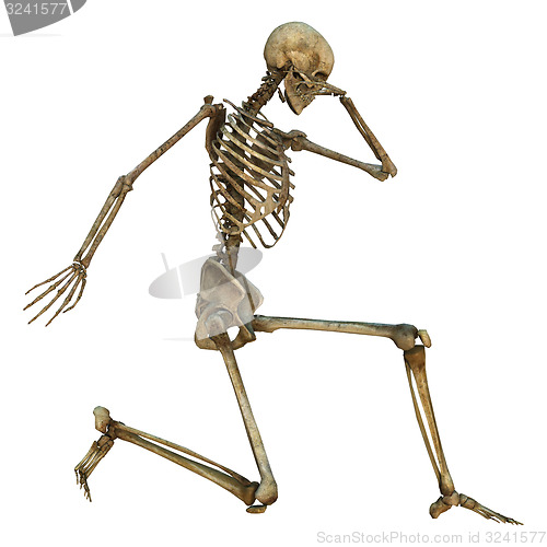 Image of Human Skeleton