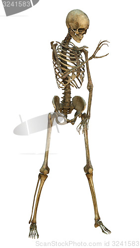 Image of Human Skeleton