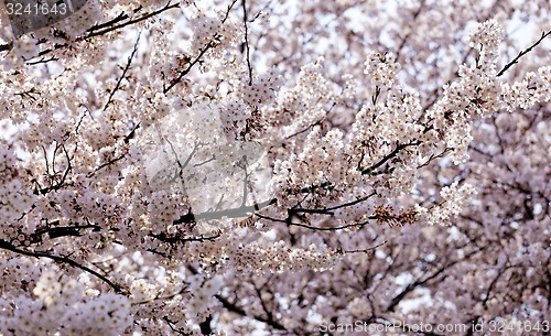 Image of Blossoming sakura with pink flowers