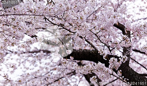 Image of Blossoming sakura with pink flowers