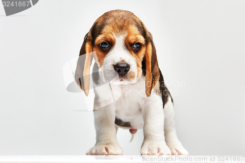 Image of Beagle puppy on white background