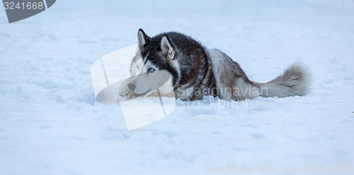 Image of Siberian Husky dog