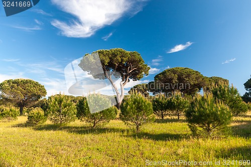 Image of Italian stone pine 