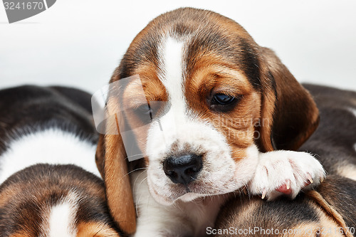 Image of Beagle Puppy, lying in front of white background