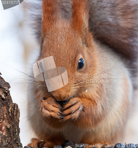 Image of Eurasian red squirrel gnaws sunflower seeds