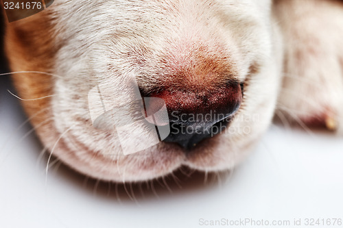 Image of Nose of cute Beagle puppy 