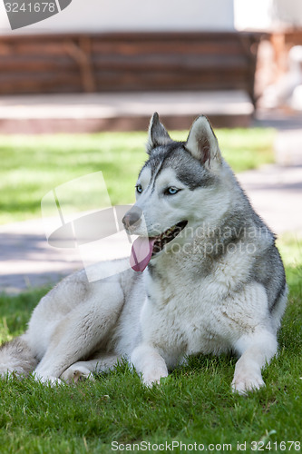 Image of Portrait of Siberian Husky