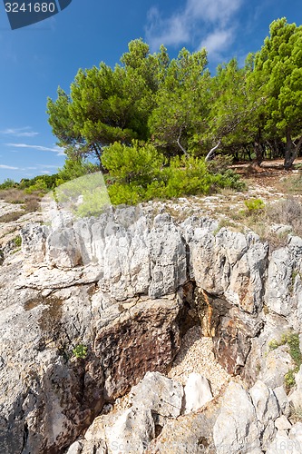 Image of Pine trees on rock in Croatia