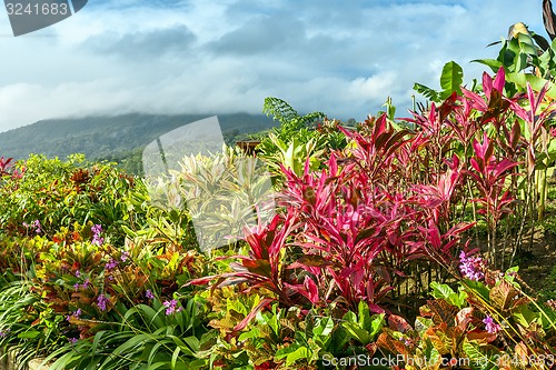 Image of Vertical Garden with various tropical plants and flower growing in a pattern