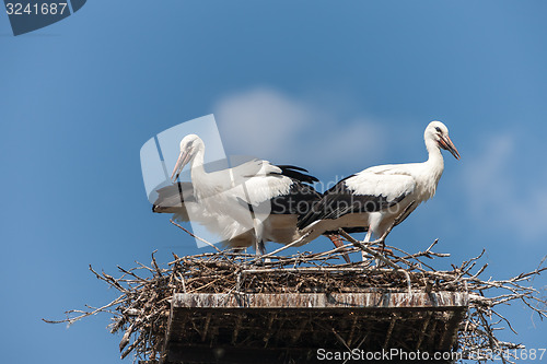 Image of White storks in the nest