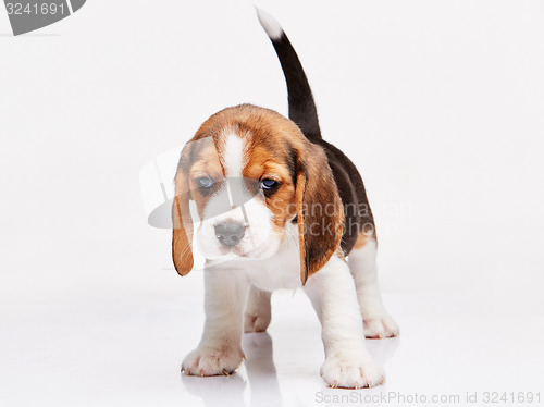 Image of Beagle puppy on white background