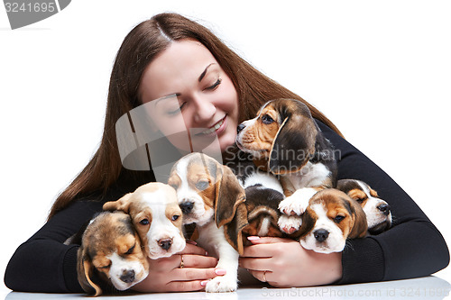 Image of The woman and big group of a beagle puppies