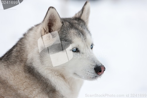 Image of Siberian Husky dog