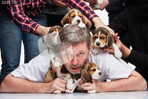 Image of The man and big group of a beagle puppies