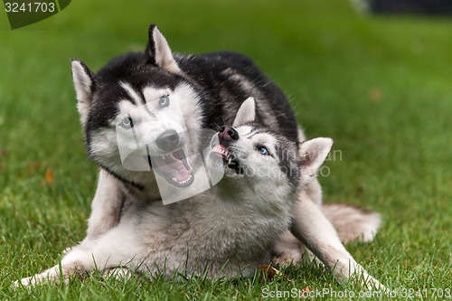 Image of Portrait of  two dogs - Siberian Husky