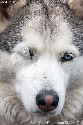 Image of Portrait of Siberian Husky