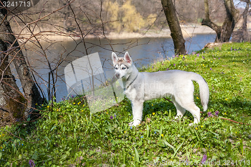 Image of Portrait of puppy Siberian Husky