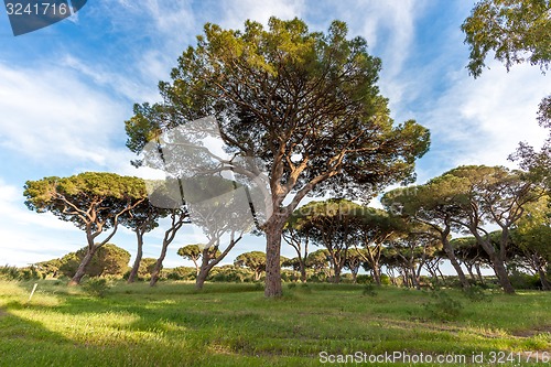 Image of Italian stone pine 