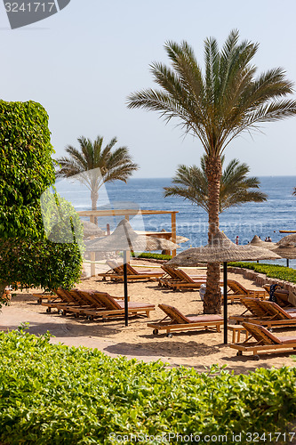 Image of Palm alley on  tropical egyptian beach