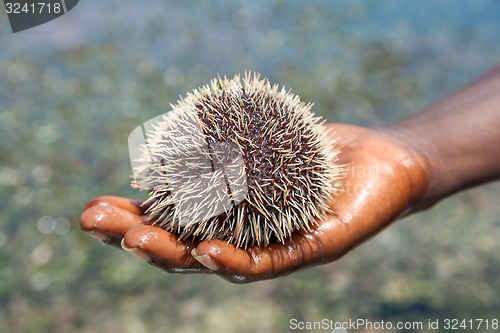 Image of sea hedgehog lays on a man\'s hand