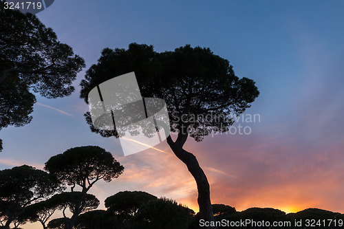 Image of Italian sunset on the background of pines