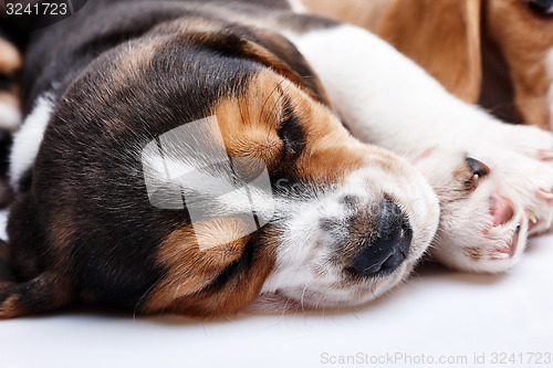 Image of Beagle Puppy, lying in front of white background