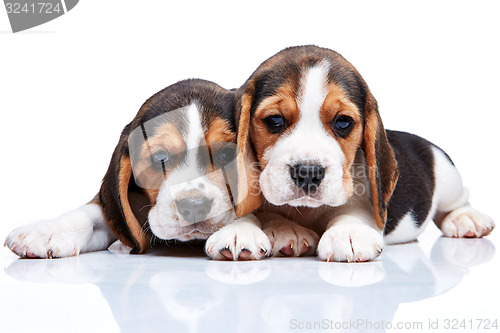 Image of Beagle puppies on white background