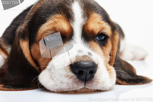 Image of Beagle Puppy, lying in front of white background