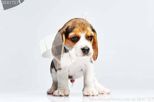 Image of Beagle puppy on white background