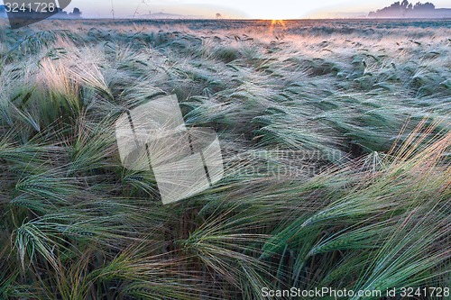 Image of Young wheat growing in green farm field