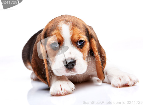 Image of Beagle puppy on white background