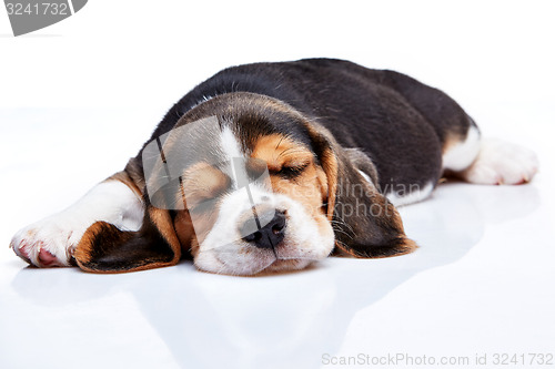 Image of Beagle Puppy, lying in front of white background