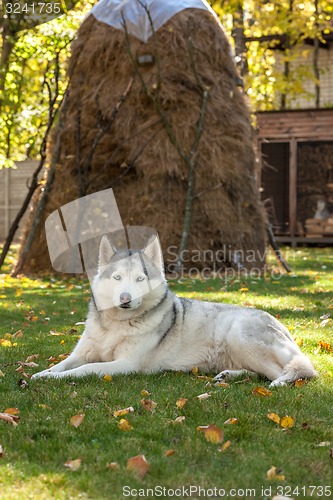 Image of Portrait of Siberian Husky