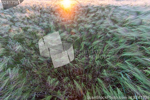Image of Young wheat growing in green farm field