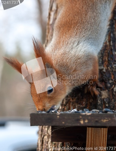 Image of Eurasian red squirrel gnaws sunflower seeds