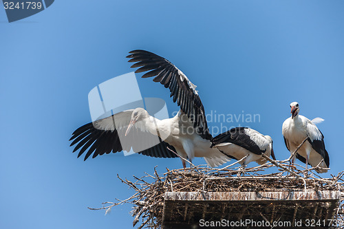 Image of White storks in the nest