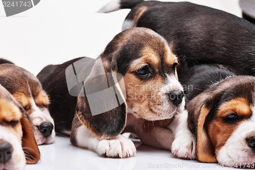 Image of Beagle puppy on white background