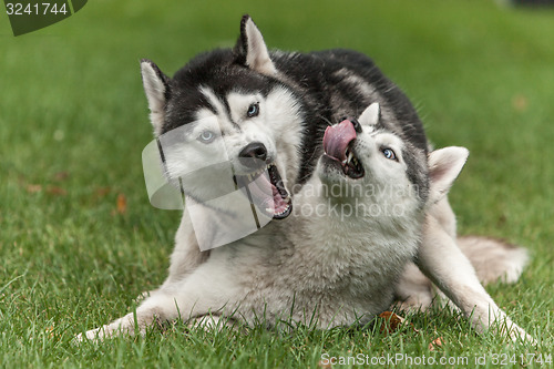 Image of Portrait of  two dogs - Siberian Husky