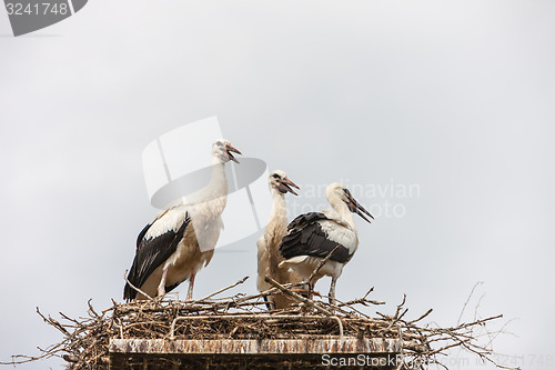 Image of White storks in the nest