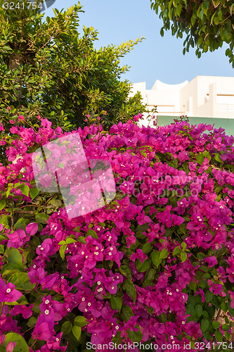 Image of pink bougainvillea, Sharm el Sheikh, Egypt.