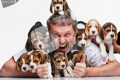 Image of The man and big group of a beagle puppies