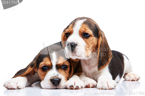 Image of Beagle puppies on white background