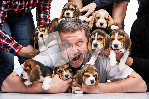 Image of The man and big group of a beagle puppies