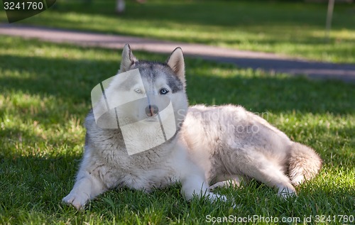 Image of Portrait of Siberian Husky