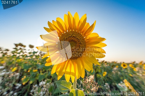 Image of Beautiful landscape with sunflower closeup over blue sky 