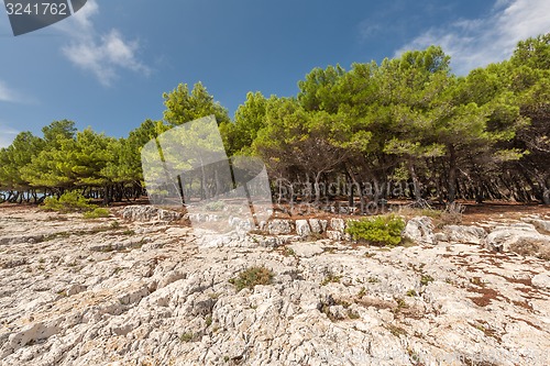 Image of Pine trees on rock in Croatia