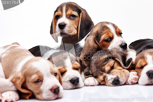 Image of Beagle puppy on white background