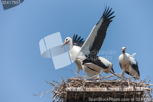 Image of White storks in the nest